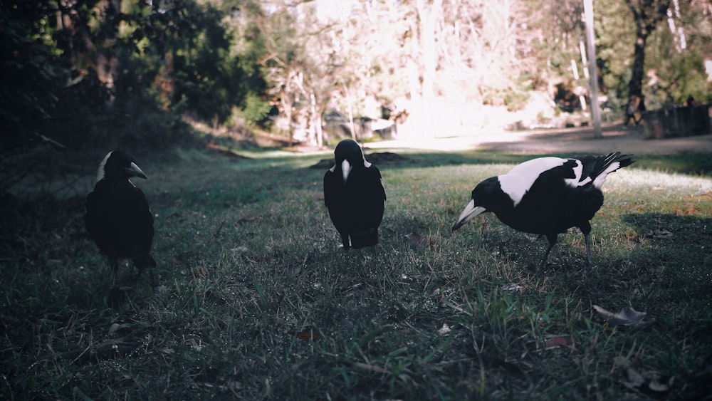 black and white bird on green grass field during daytime