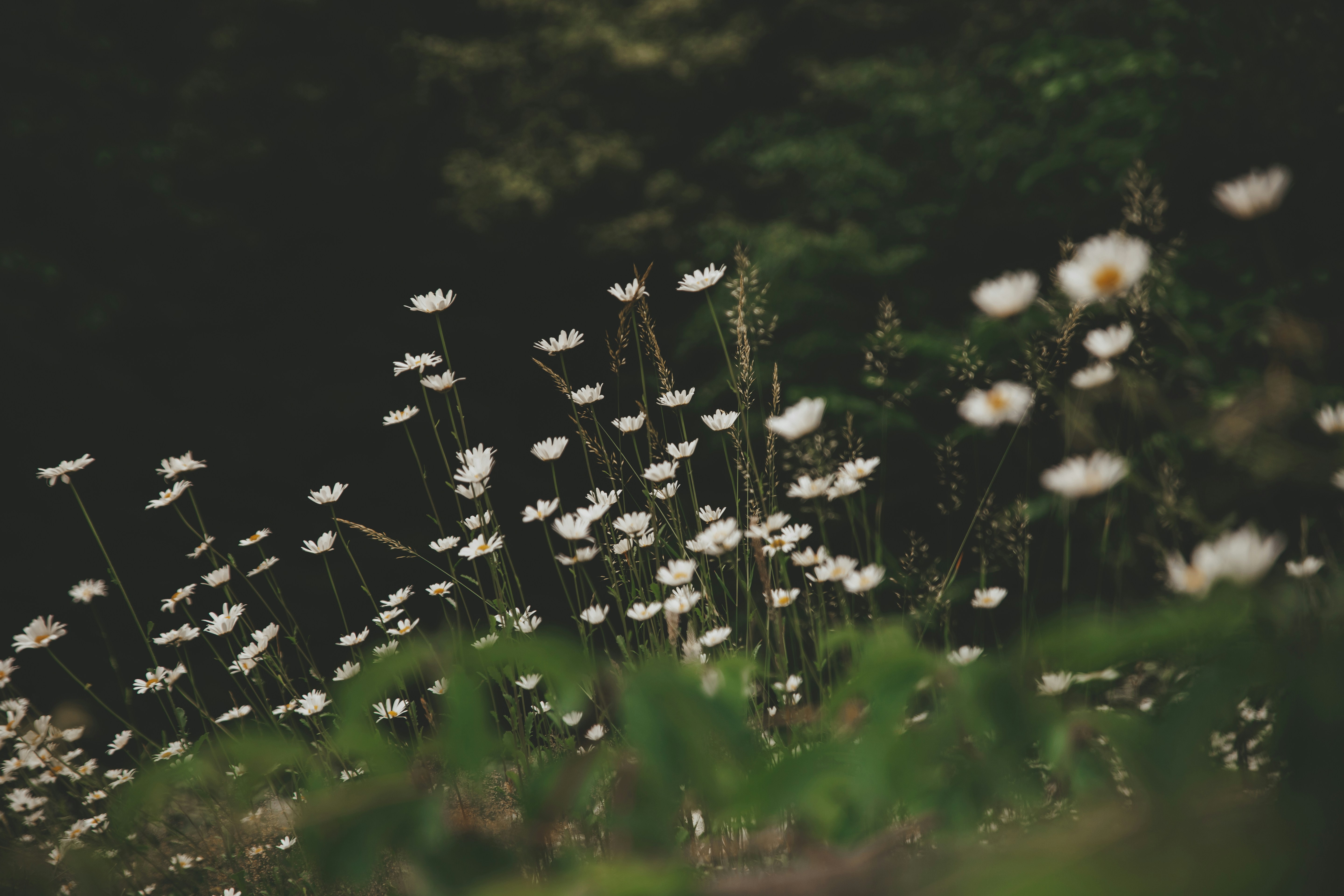 Photo by sarakallner