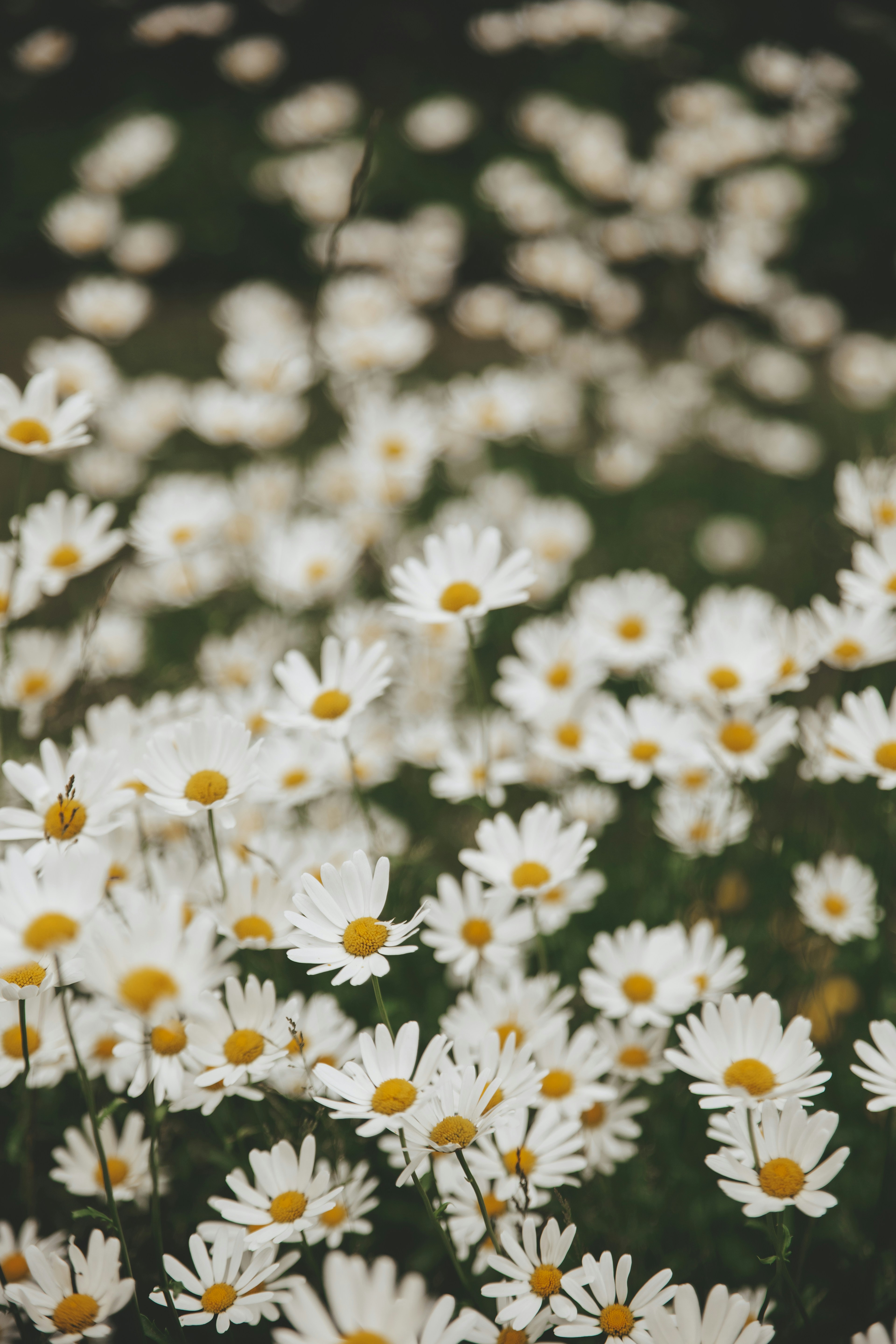 Photo by sarakallner