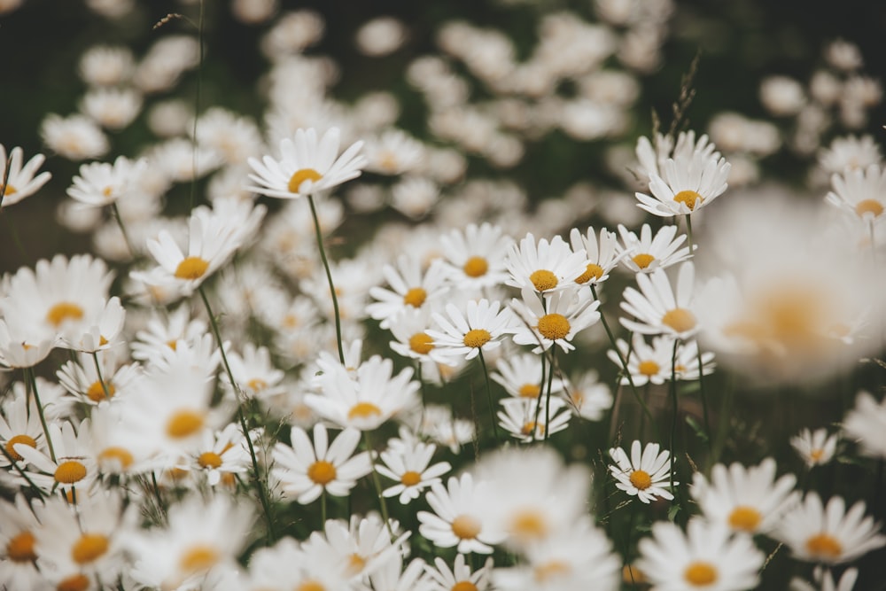 white and yellow daisy flowers