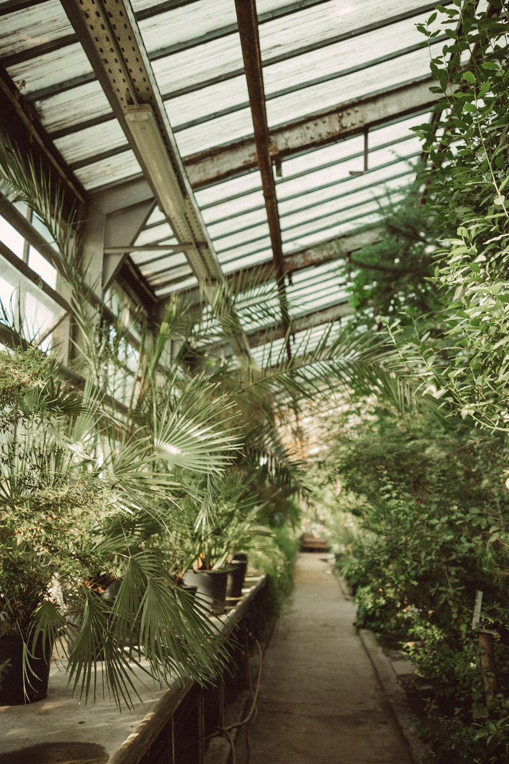 green palm plants inside building