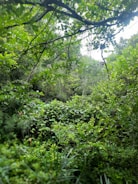 A lush green forest with diverse plant life.