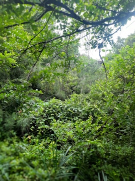 A lush green forest with diverse plant life.