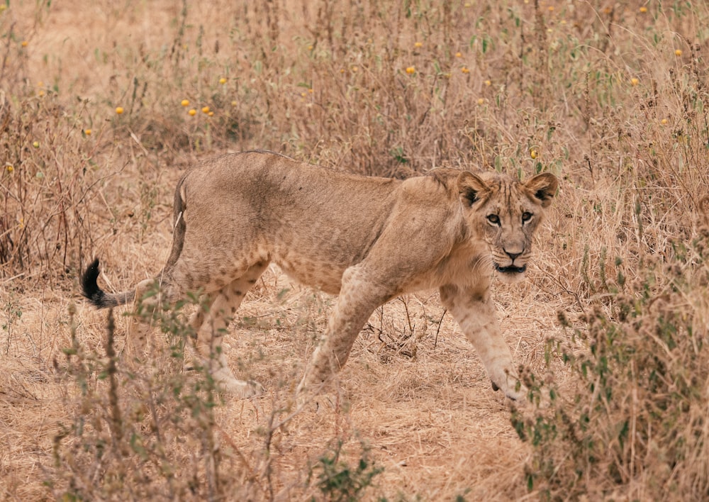 brown lioness on brown grass field during daytime