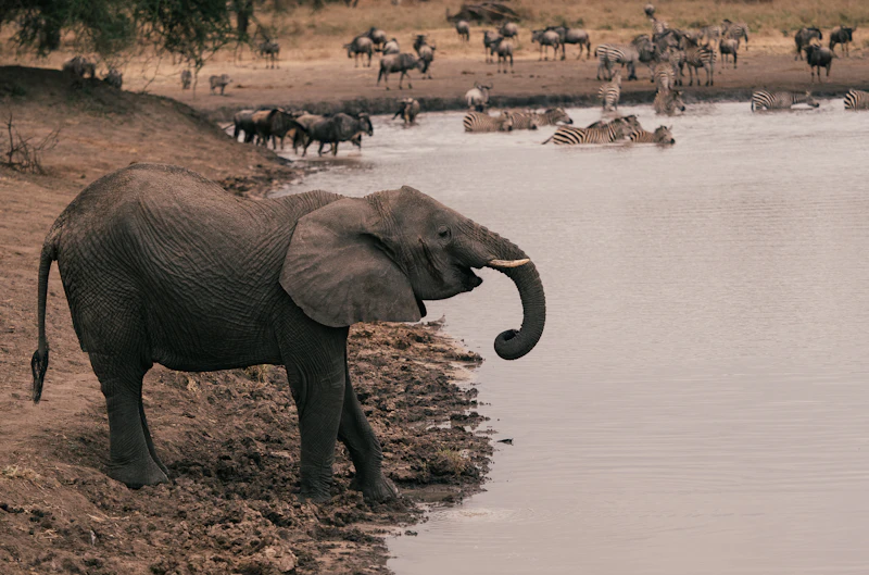 An elephant drinking at the water's edge in Tarangire National Park, Tanzania