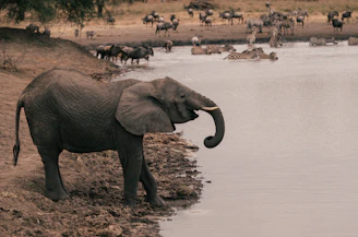 elephant drinking water on lake during daytime