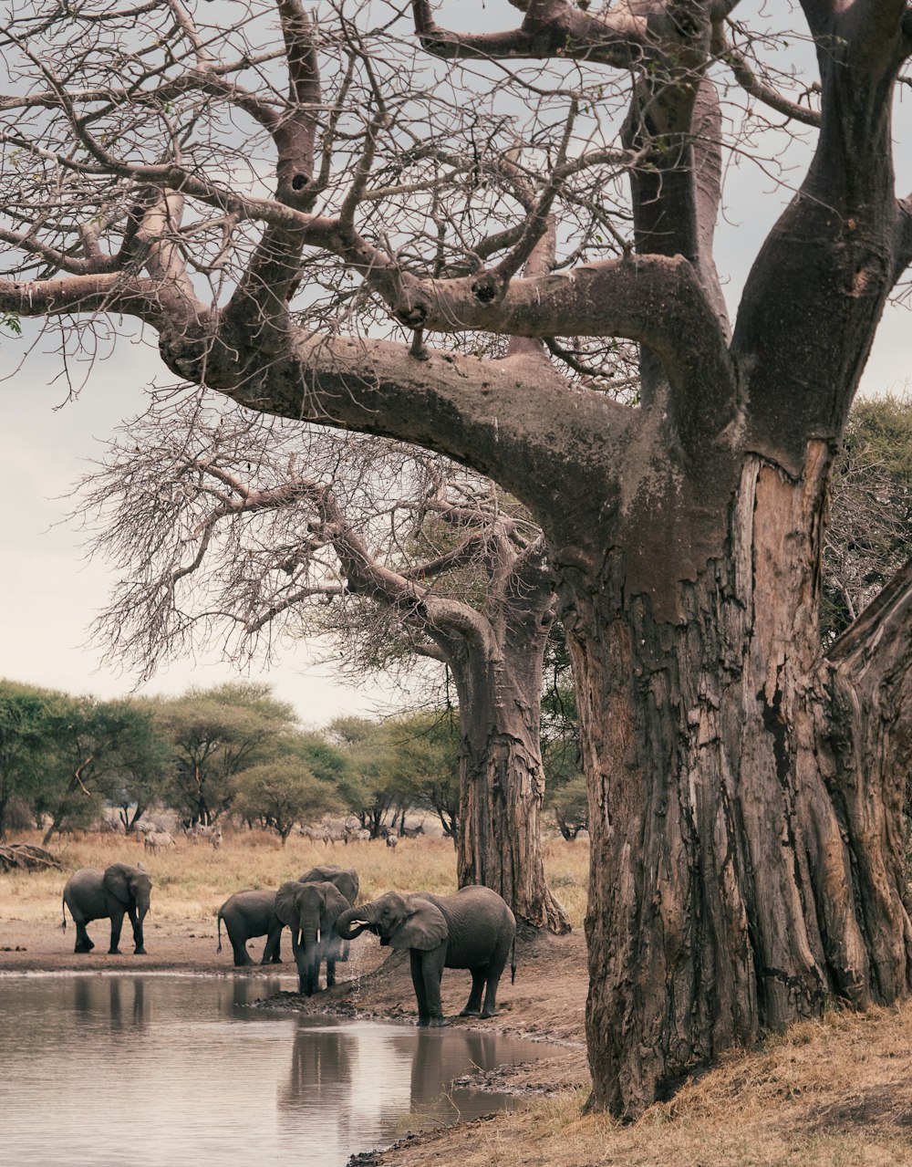 Elefant und Elefant tagsüber im Wald