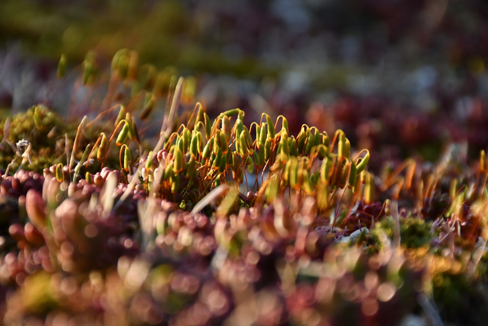 green and yellow plant on ground