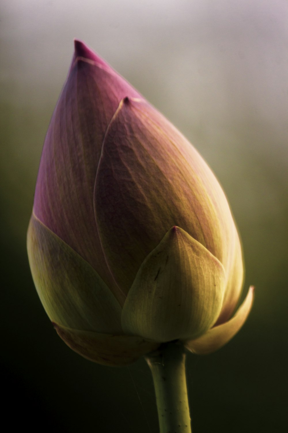 purple flower bud in close up photography