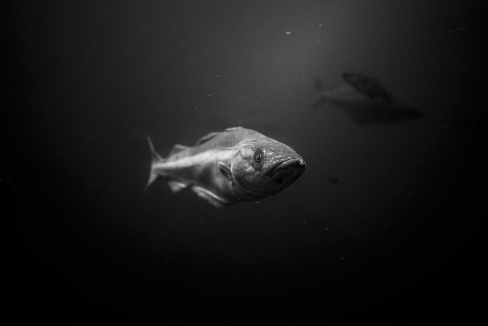 grayscale photo of fish in water