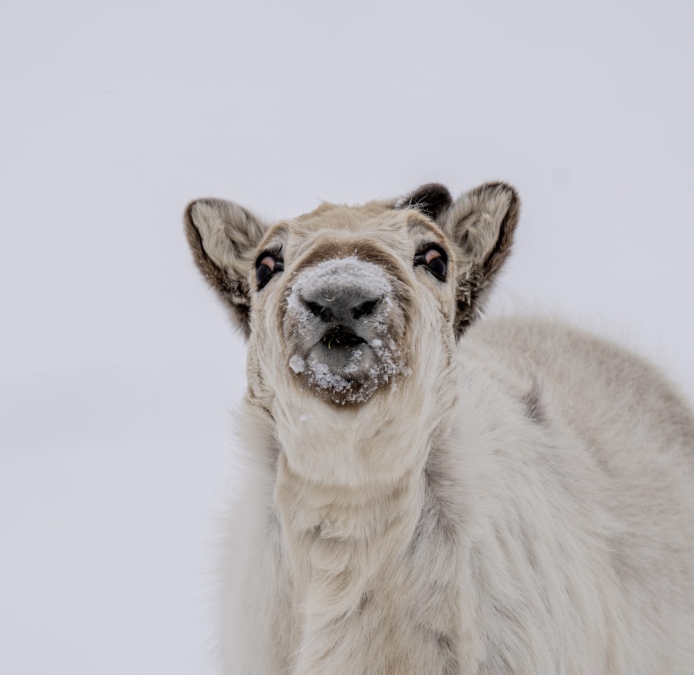 white and brown lion in white snow