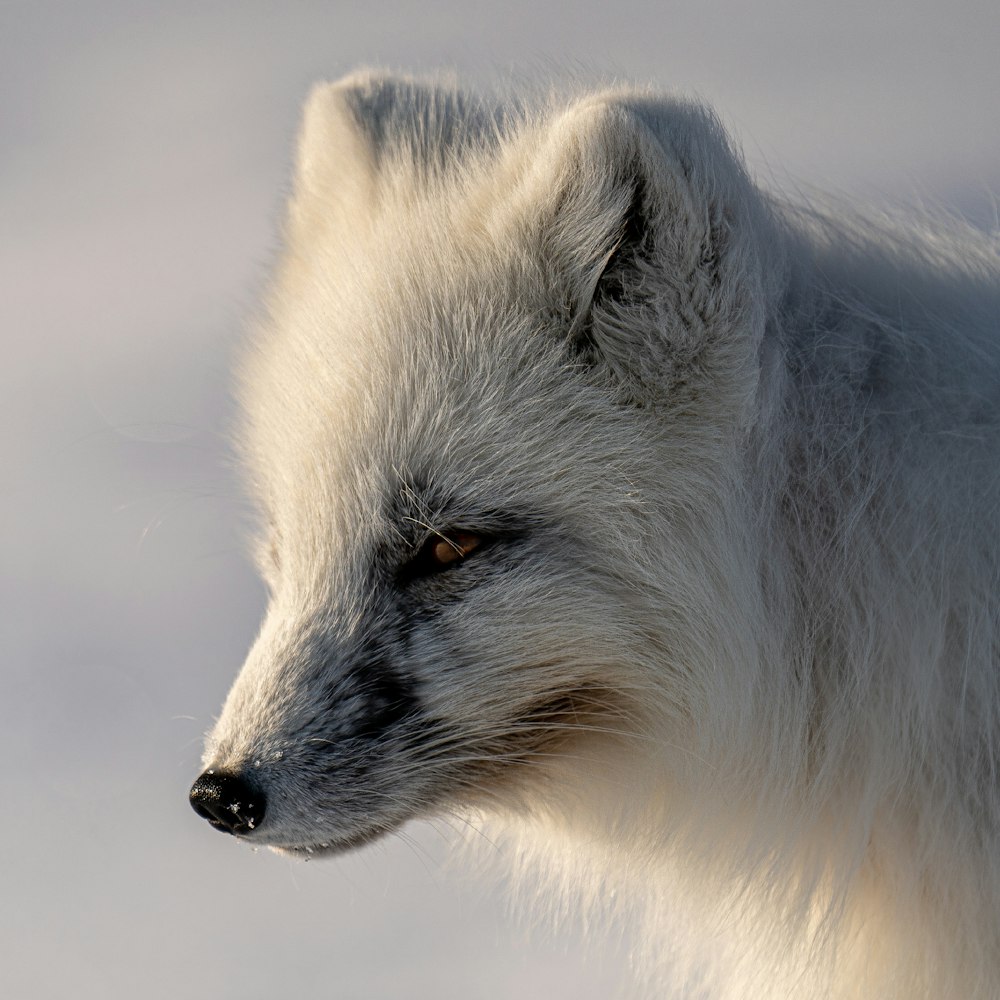 낮 동안 눈 덮인 땅에 흰색 긴 코팅 동물