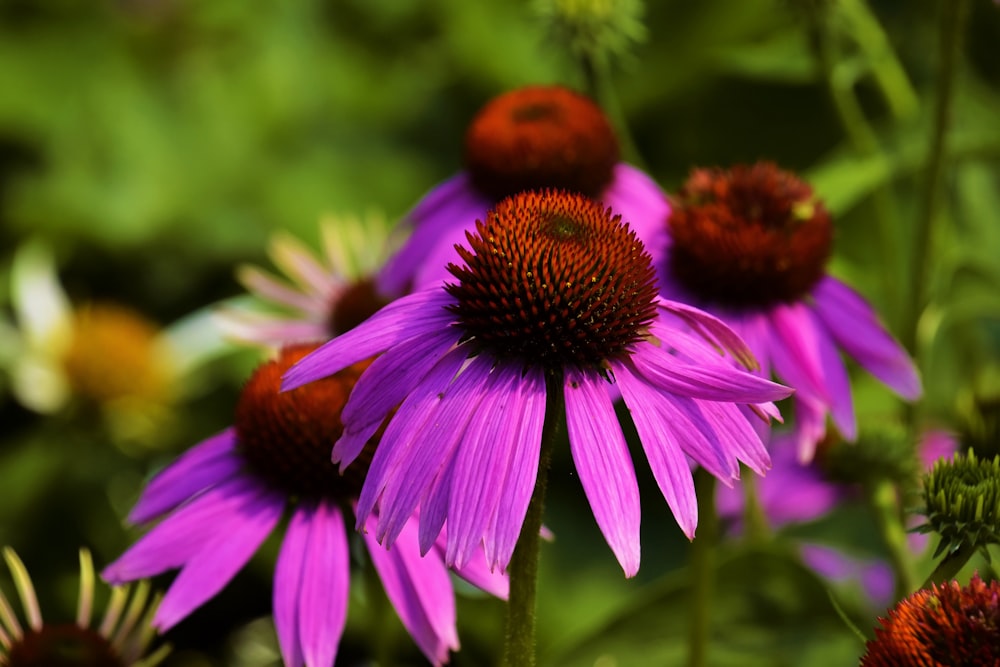 pink flower in tilt shift lens