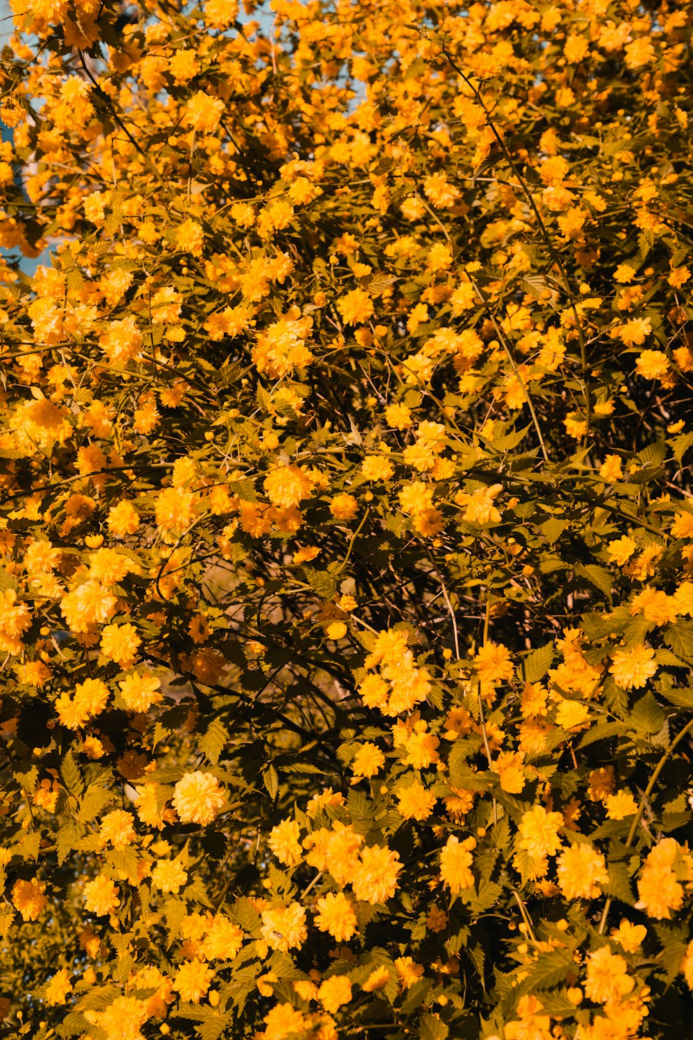 yellow leaves on blue sky