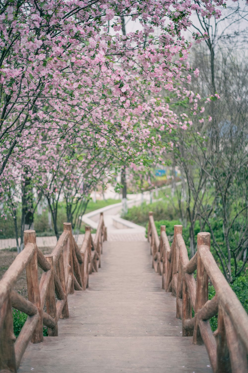 brown wooden bridge in between of purple flowers