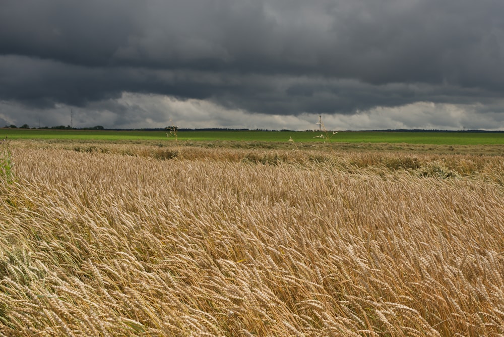 brown grass field under gray clouds