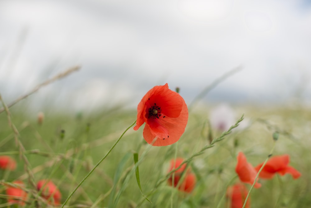 pavot rouge en fleurs pendant la journée