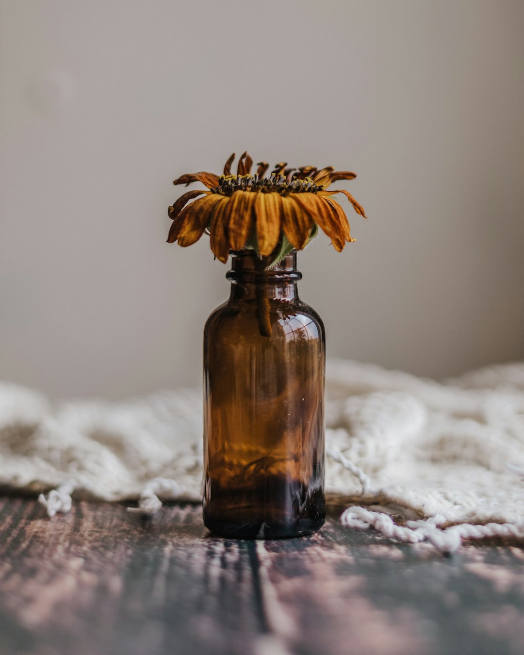 yellow sunflower in brown glass bottle on white snow