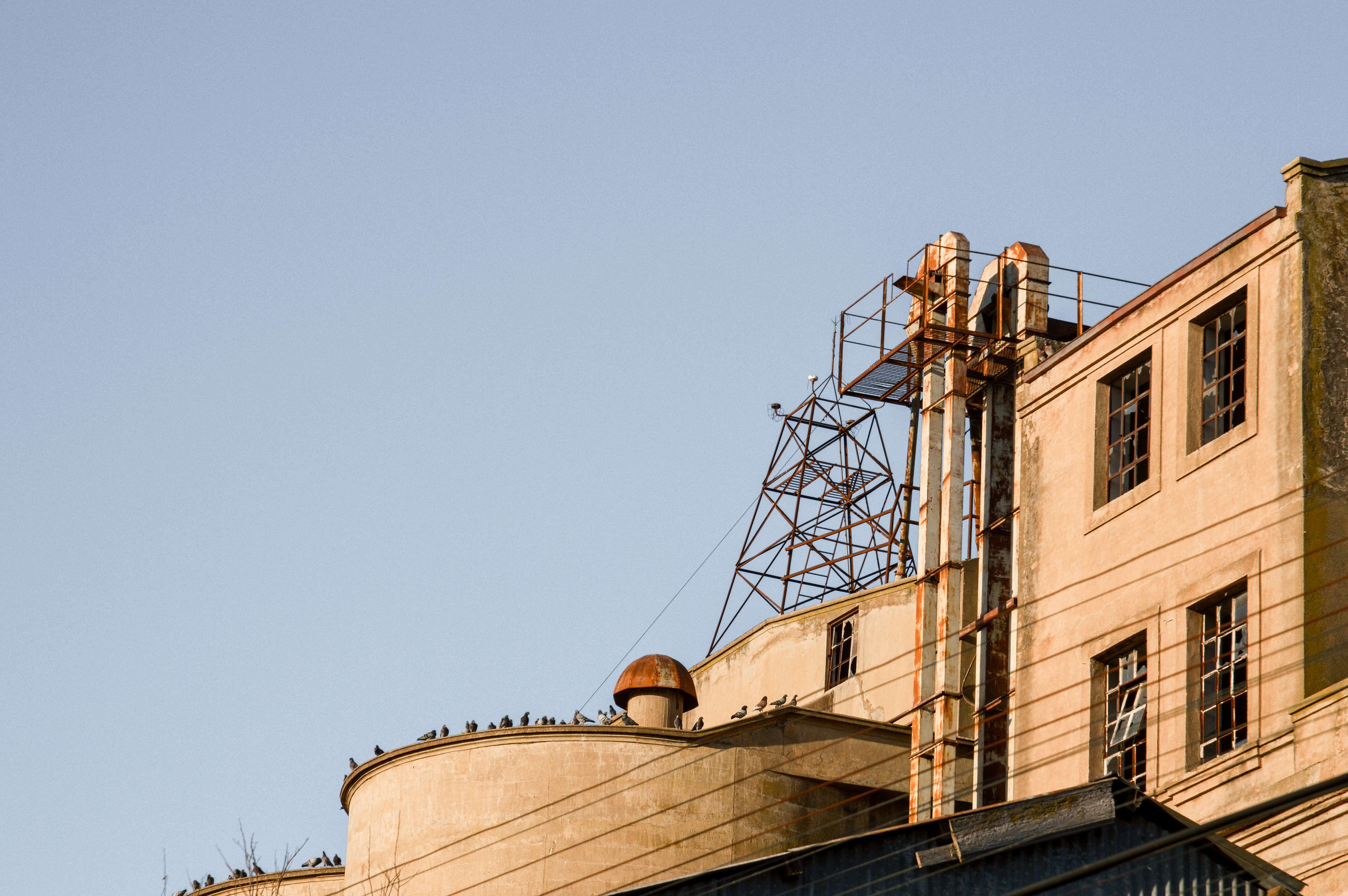Pigeons sitting on the ledges of an abandoned factory.
