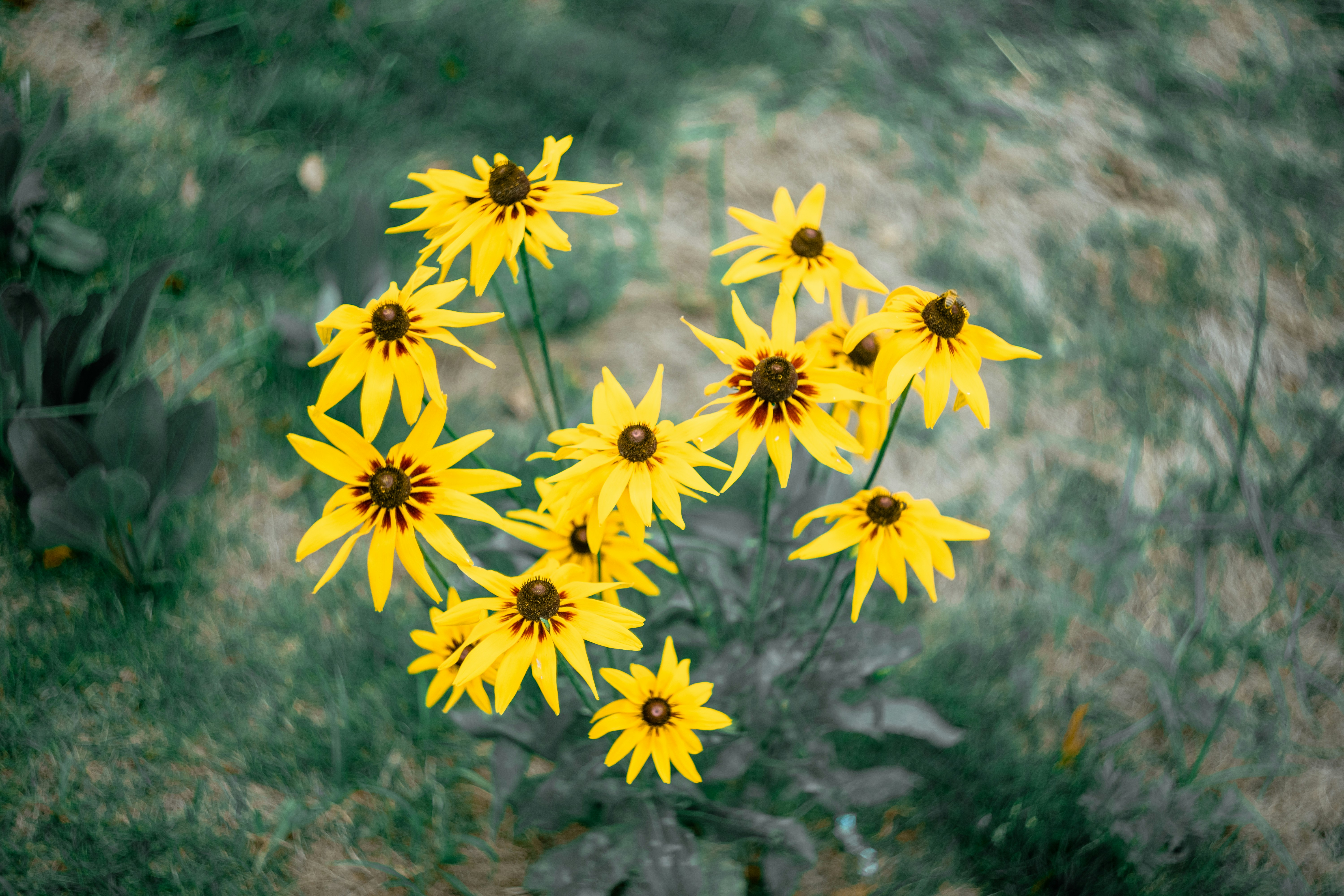 yellow flowers in tilt shift lens