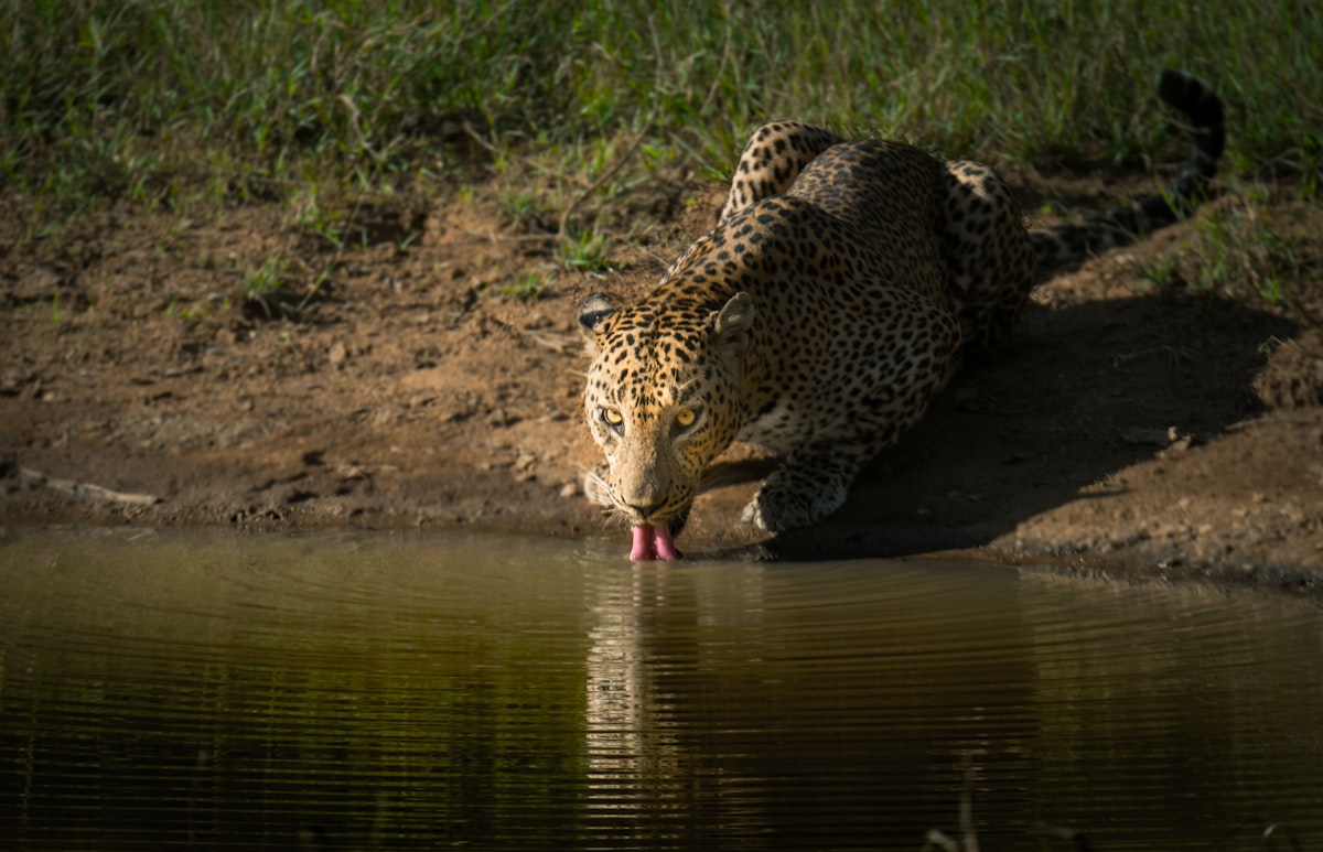 Sri Lanka September — a Sri Lankan leopard crouching near water at Yala National Park, one of the highest leopard densities in the world