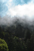 A misty Pacific Northwest forest scene with sunlight filtering through towering evergreens.