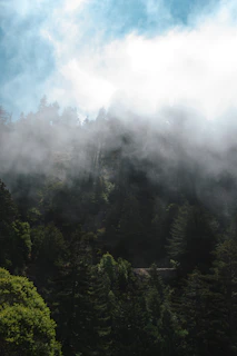 A misty Pacific Northwest forest scene with sunlight filtering through towering evergreens.