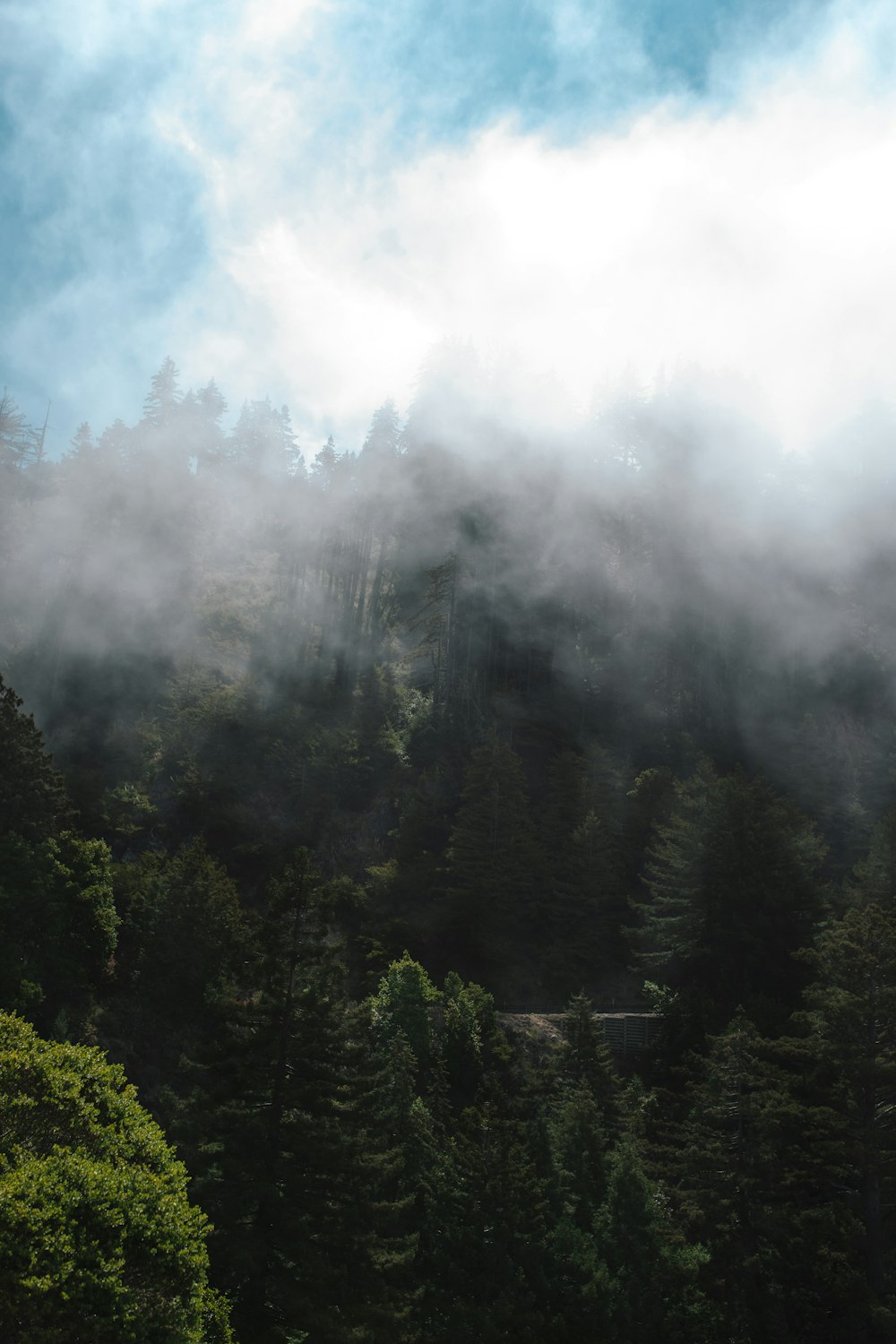 green trees under white clouds during daytime