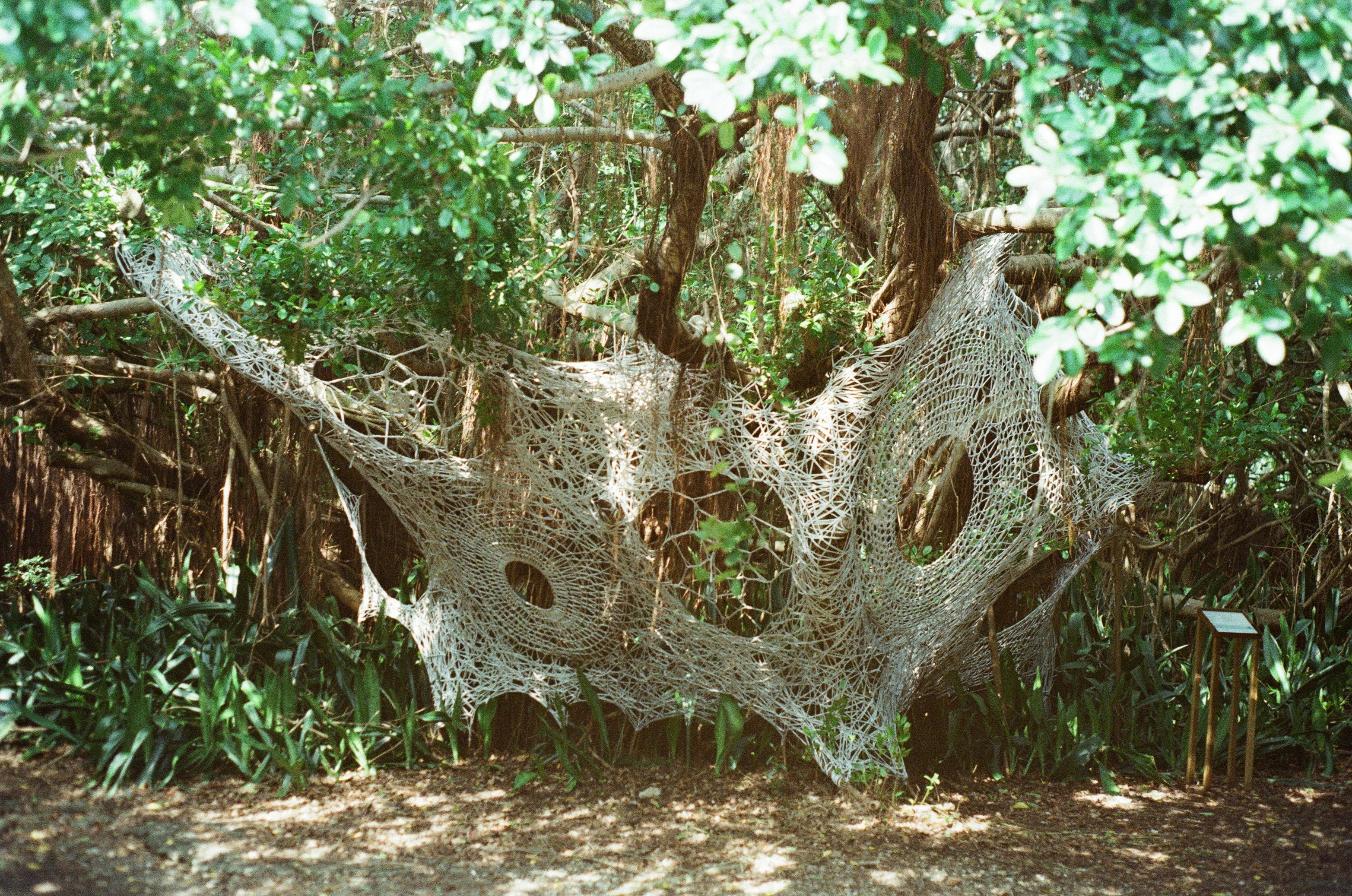 Tree Web