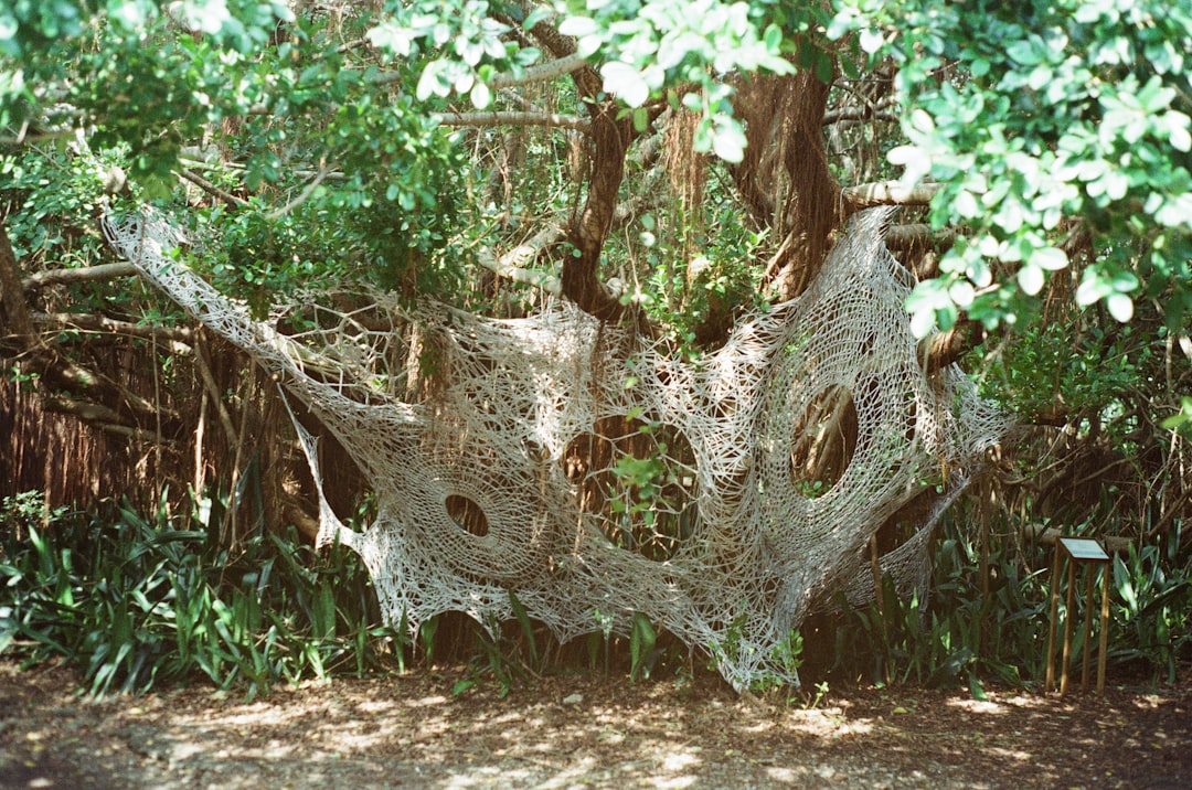 white spider web on brown tree