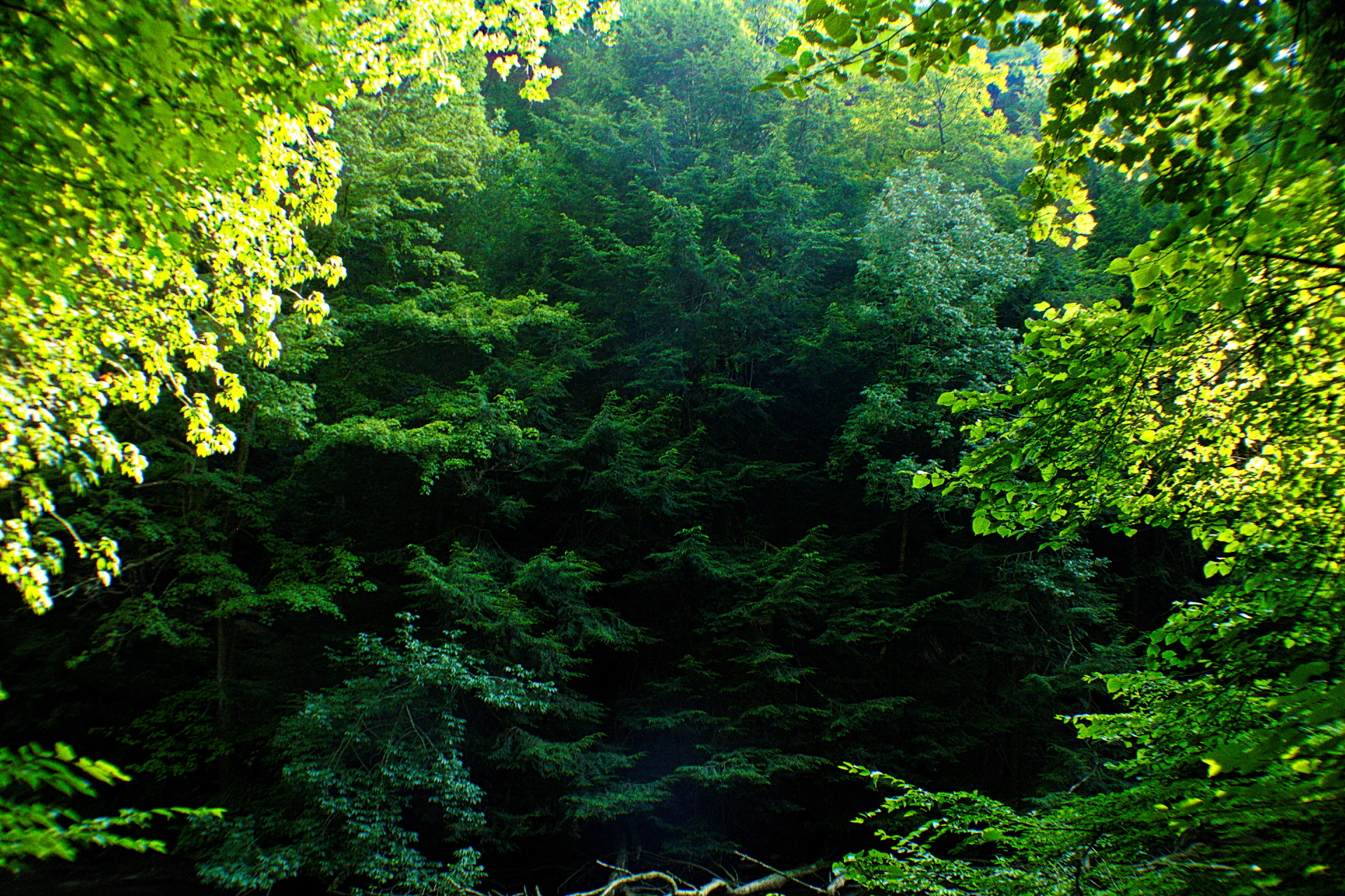 green and yellow trees during daytime