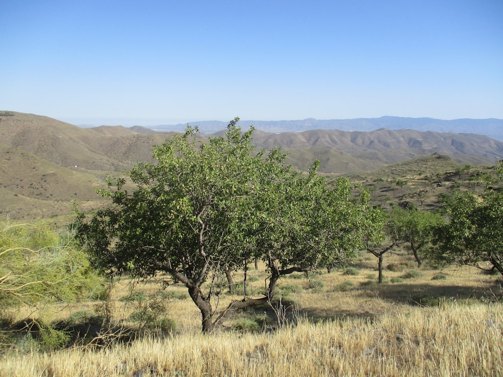 green trees on brown grass field during daytime