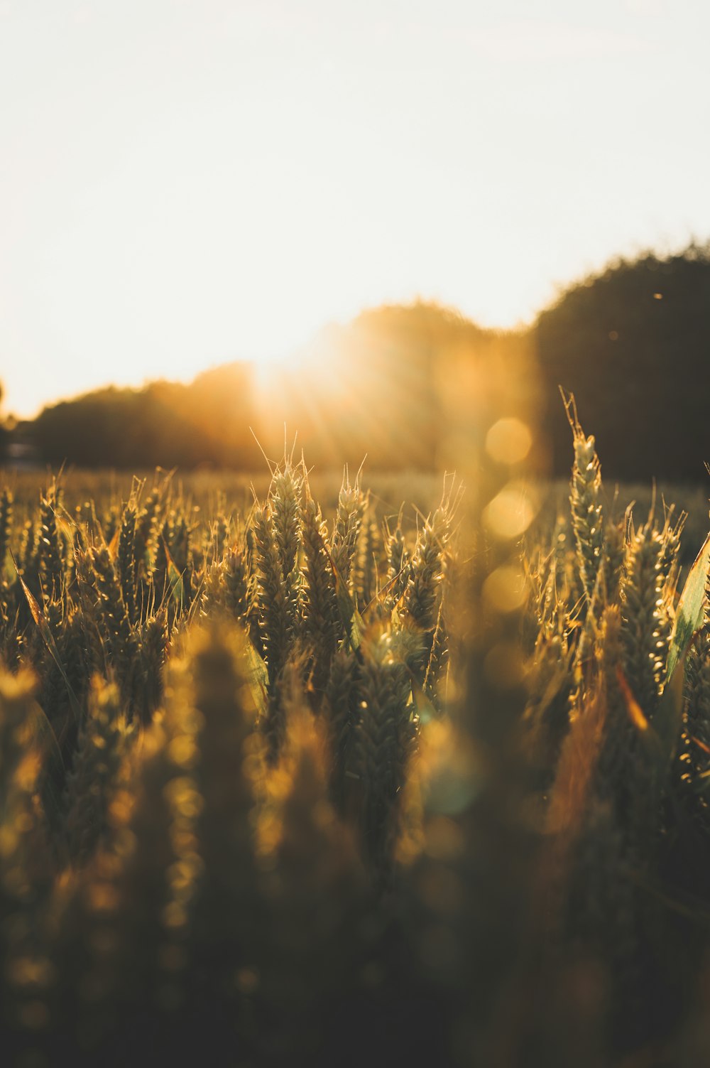 green grass field during sunset