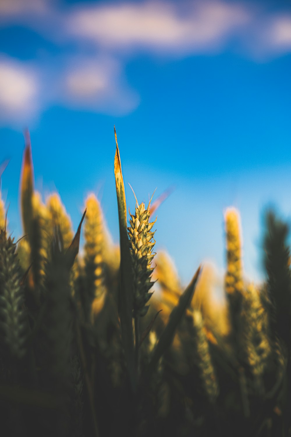 campo di grano verde durante il giorno