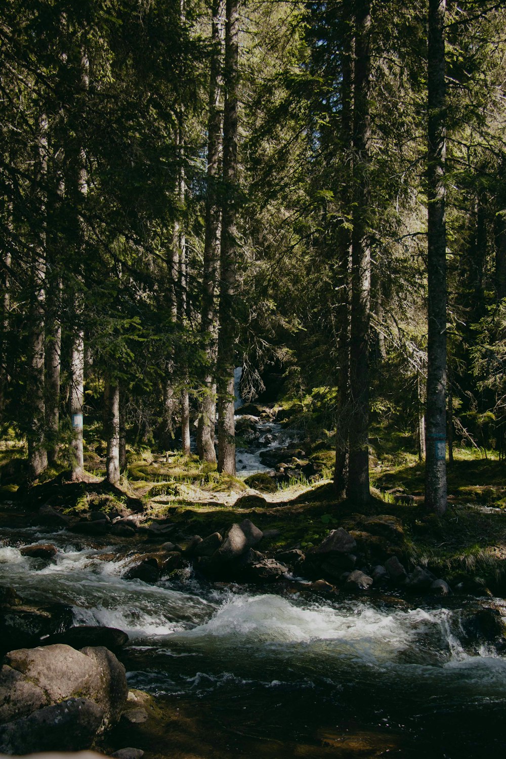 green trees on rocky ground during daytime