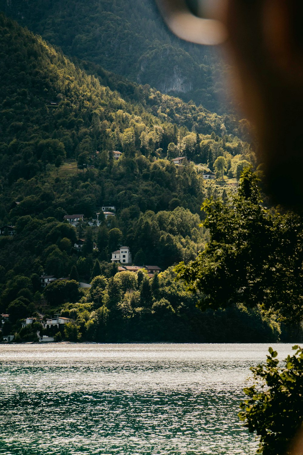 green trees near body of water during daytime