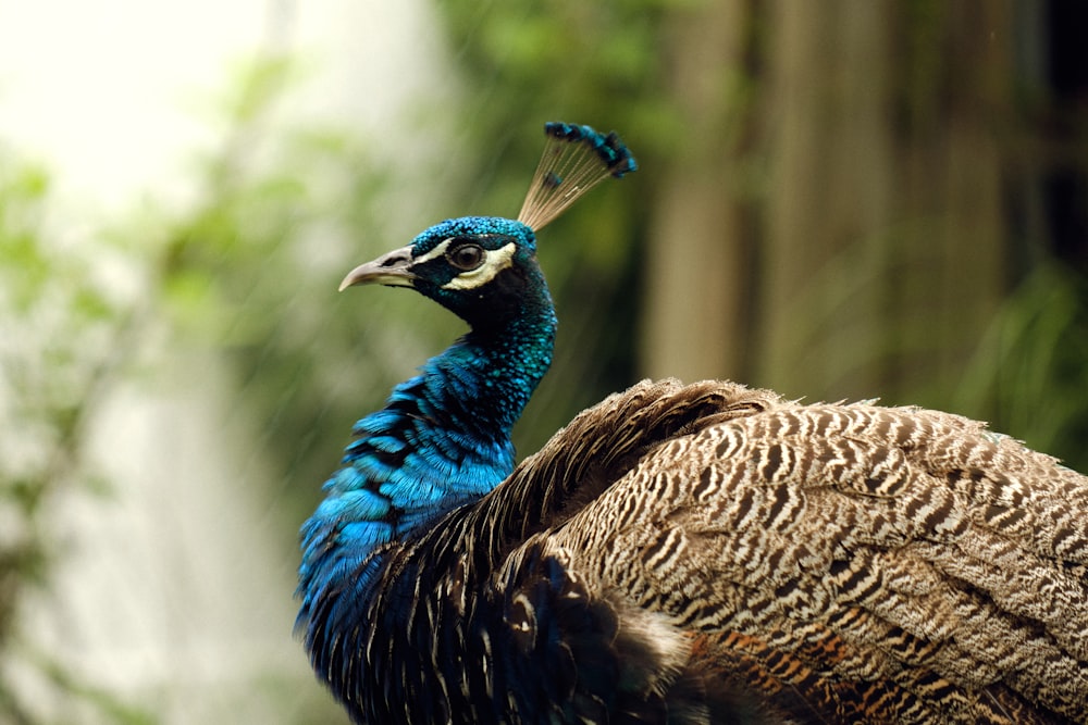 blue peacock in tilt shift lens