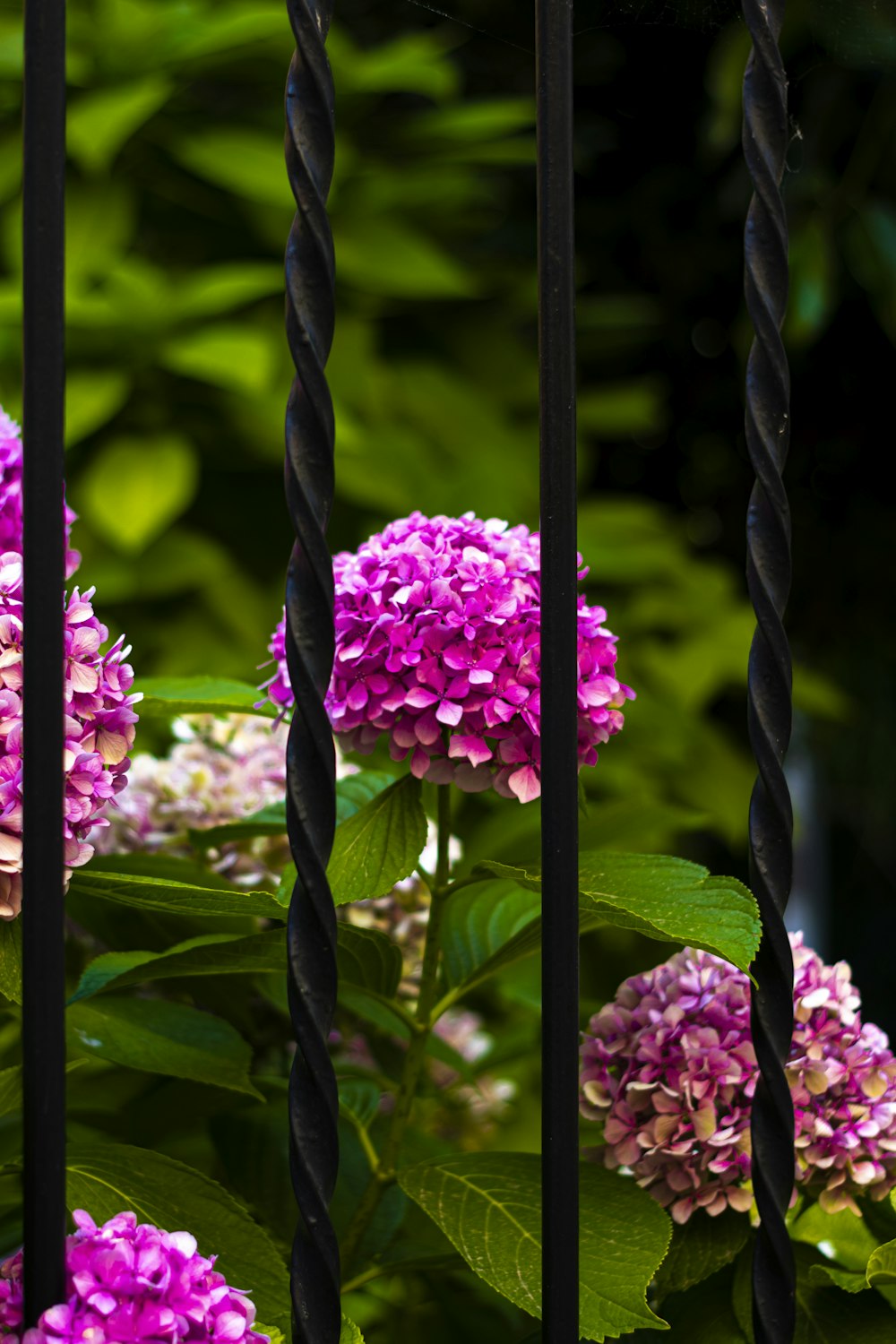 purple flowers in green steel fence