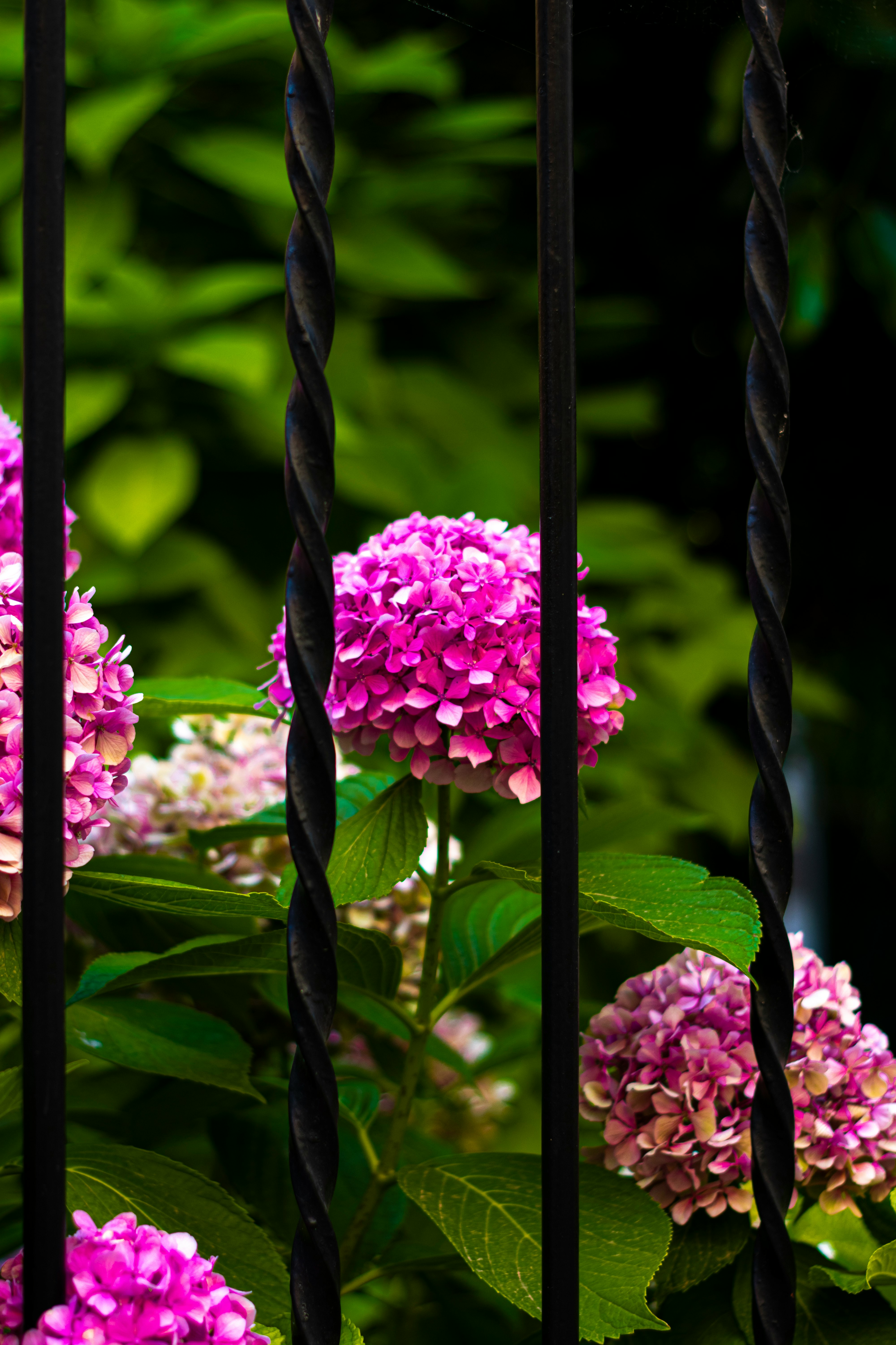 purple flowers in green steel fence