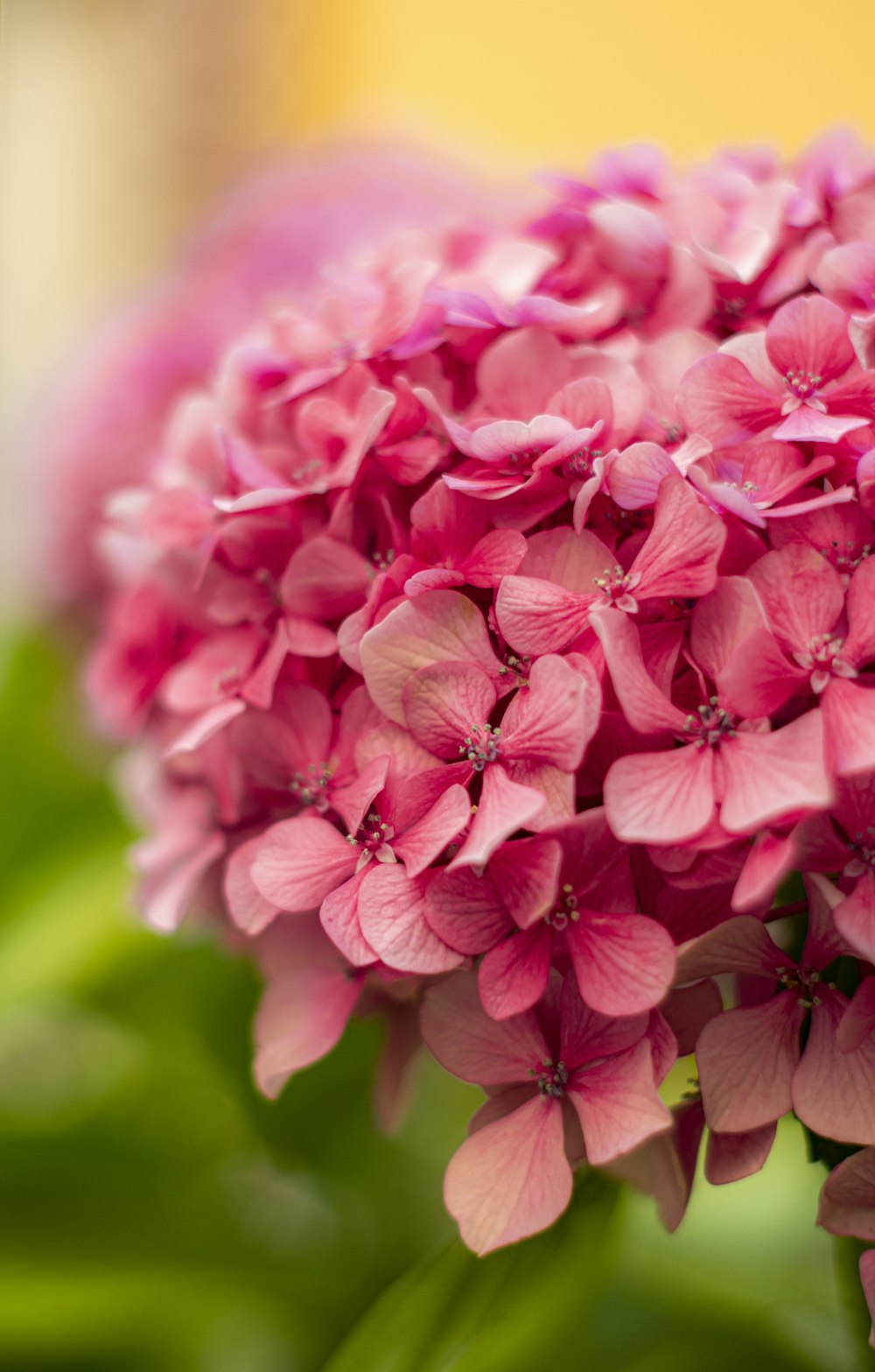 マクロショットのピンクの花