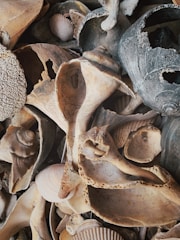 A collection of small ceramic pieces inspired by coastal shapes and textures.