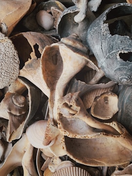 A collection of small ceramic pieces inspired by coastal shapes and textures.