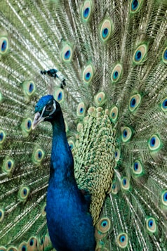 blue peacock on brown rock