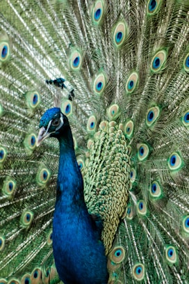 blue peacock on brown rock