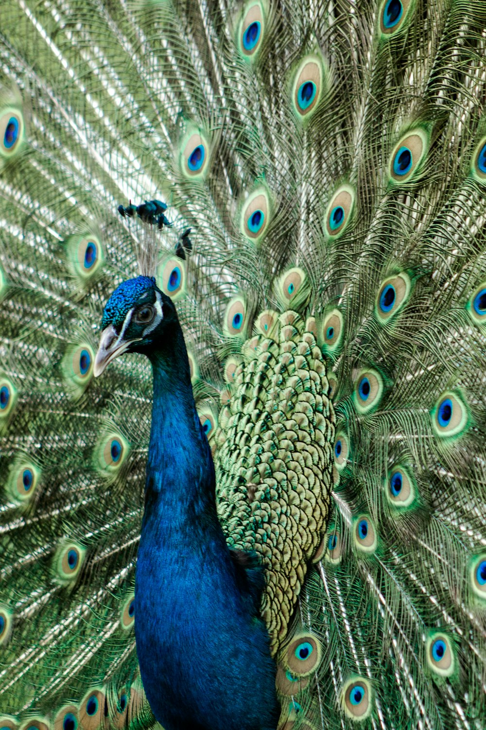 blue peacock on brown rock