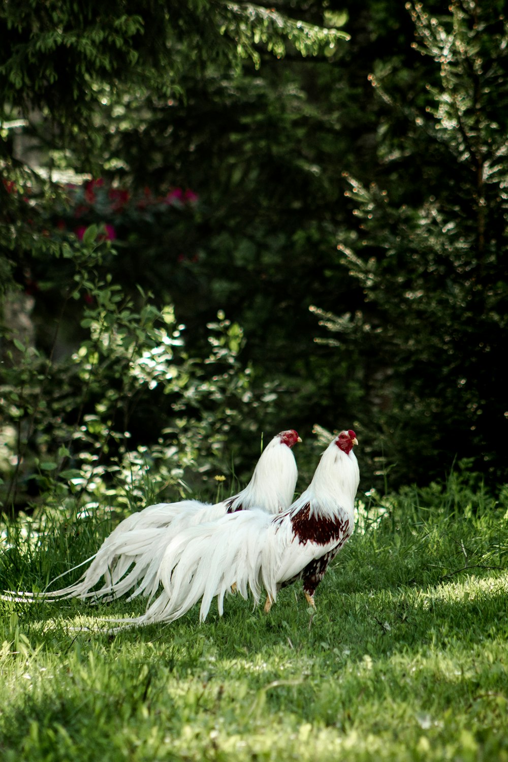 white and red rooster on green grass during daytime