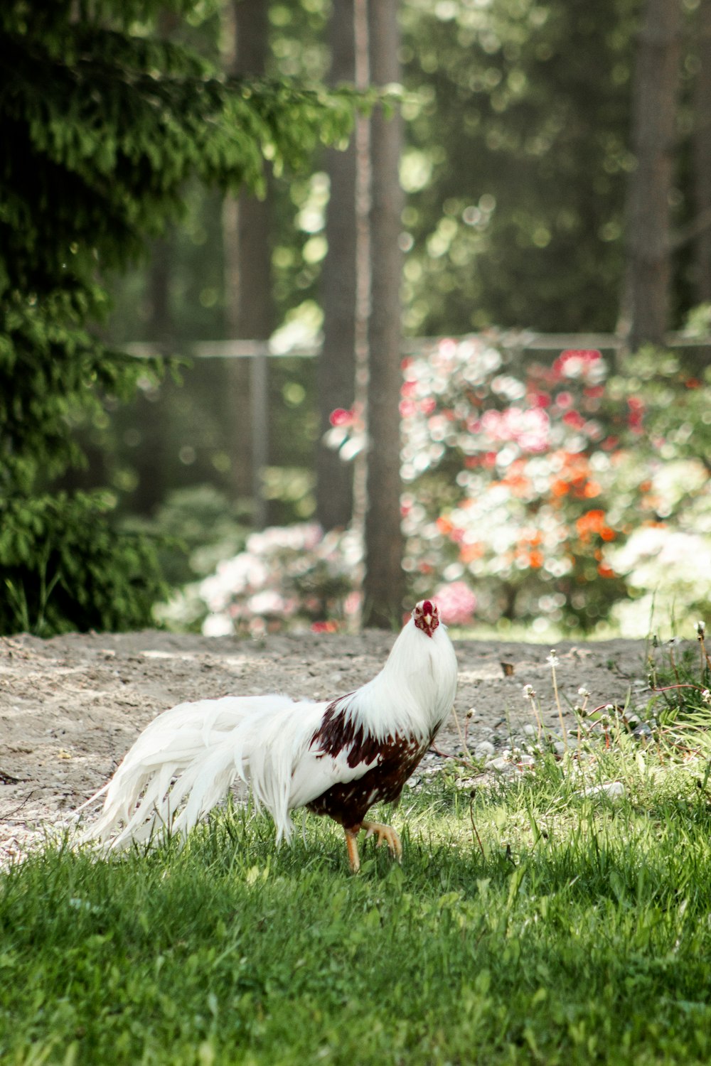 white and red rooster on green grass during daytime