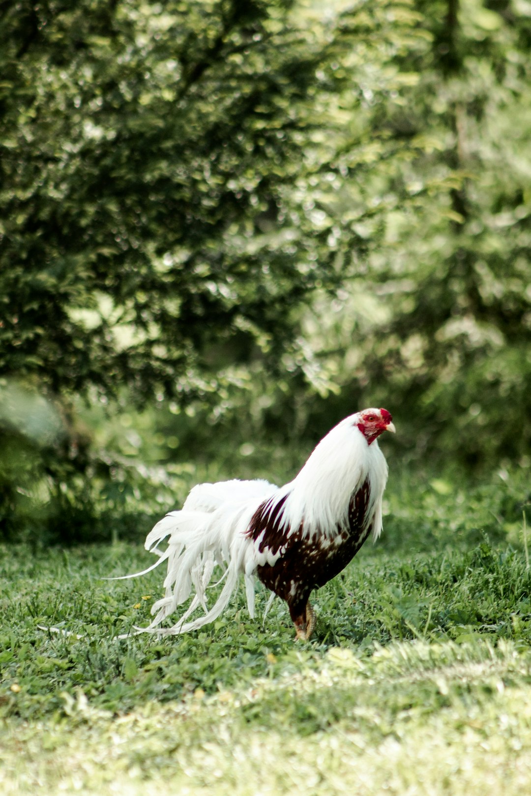 white and red rooster on green grass during daytime
