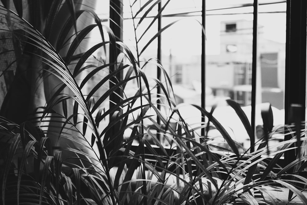 grayscale photo of plants near body of water