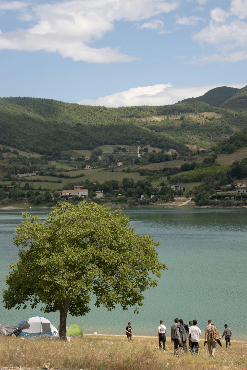 green trees near body of water during daytime